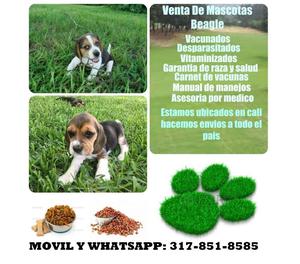 Venta de cachorros beagle tricolor finos