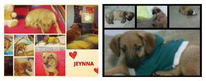 Adopción de Jeynna. Perrita que amaras.