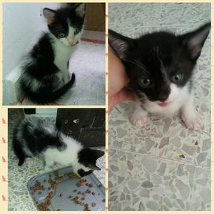 Adopta Un Gatico