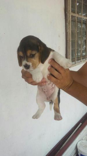 Beagle Tricolor