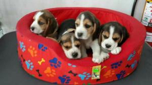 Beagle Tricolor Hembra