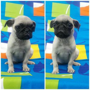 Bellos Pug Carlinos Disponibles