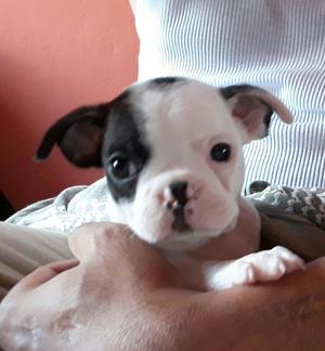 Boston Terrier