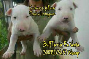 Bull Terrier en Venta