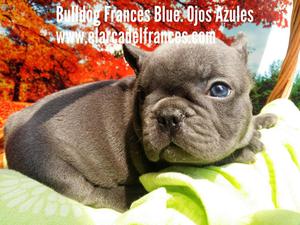 Bulldog Frances Blue. Ojos Azules Criadero El arca del