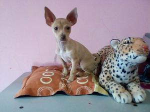 CACHORRO PINSCHER