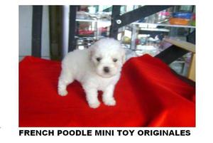 CACHORROS FRENCH POODLE MINITOY MINI FRENCH COPOS DE