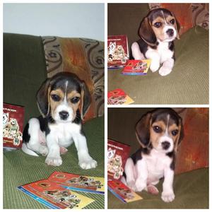 Cachorritos Beagle Tricolor Disponibles