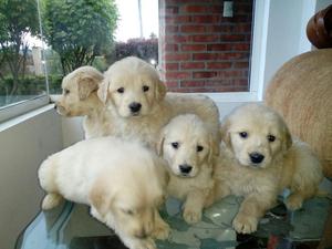 Cachorritos Golden Disponibles