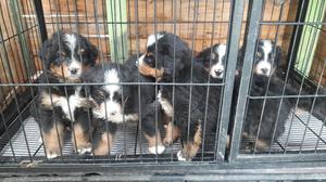 Cachorros Bernes de La Montaña