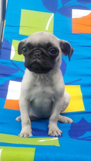 Cachorros Pug Carlinos en Venta