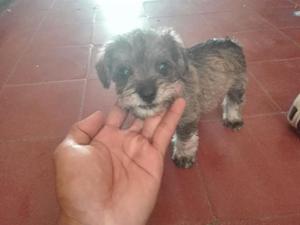 Cachorros Schnauzer