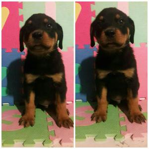 Disponible Cachorros Rottweiler