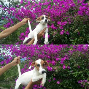 Garantizados Jack Russell en Oferta