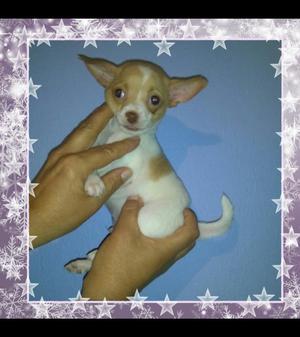 Hermoso Cachorro Pincher Chihuahua