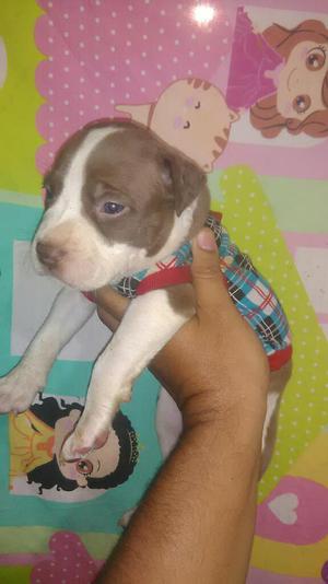 Hermoso Cachorro Pitbul