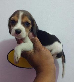 Hermosos Beagle