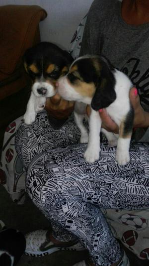 Hermosos Beagle Tricolor