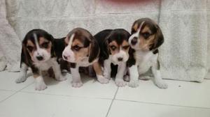 Hermosos Cachorritos Beagles Mini