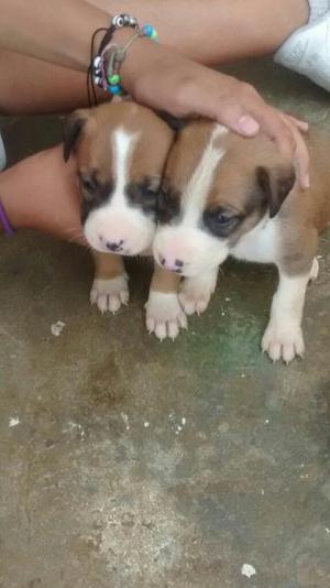 Hermosos Cachorros Pitbull 21 Dias