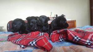 Hermosos Cachorros Scottish terrier 100 puros