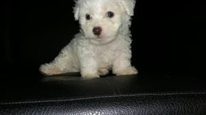 Hermosos French Poodle Minitoy