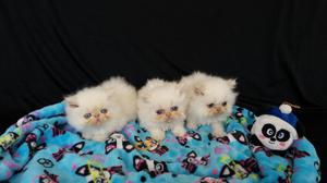 Hermosos Gatos Persa de Ojos Azules