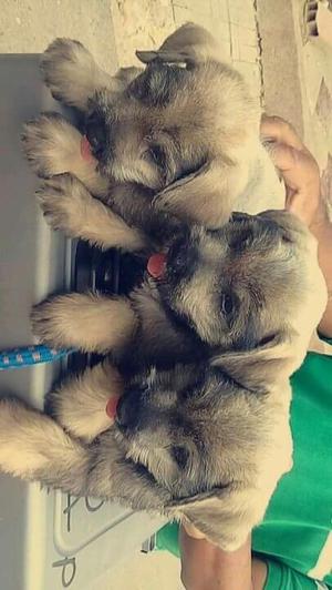 Hermosos Schnauzer