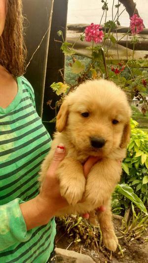 Lindos Golden Retriben