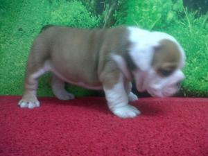 Lindos cachorros bulldog ingles en venta