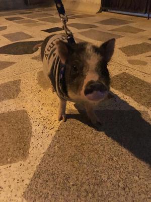 Mini Pig Cerdito Mascota