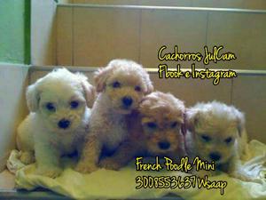 Miniaturas French Poodle