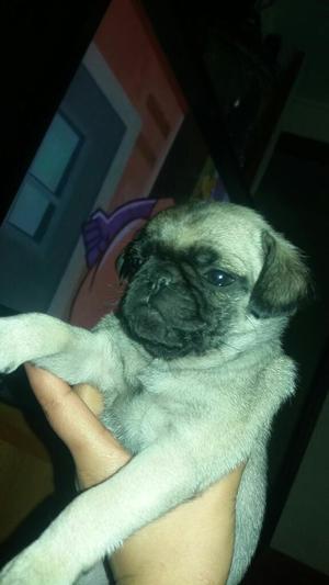 Perrita Pug Ala Venta