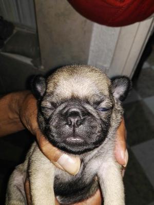 Perro Pug (Carlino)