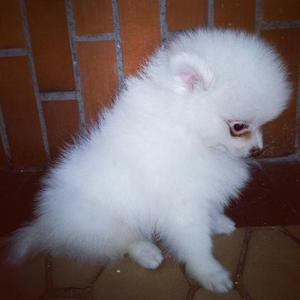 Pomerania Blanco