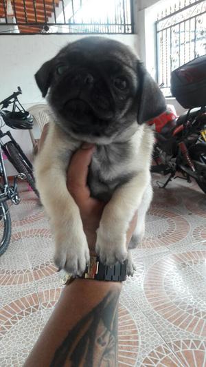 Pug Carlino Macho Puro