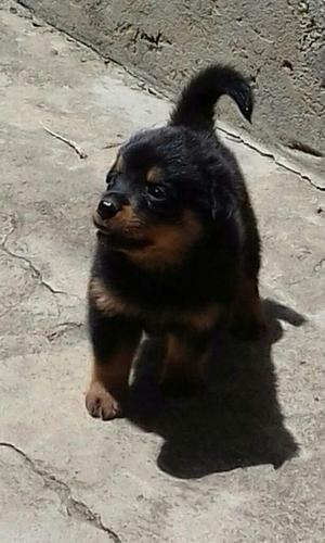 Se Vende Cachorros Rasa Rottweilr