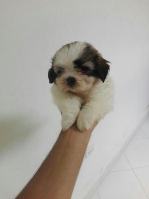 Shih Tzu