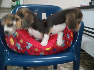 Tienda veterinaria vende cachorros beagle tricolor