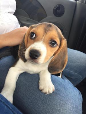 Vendo Cachorrita Beagle