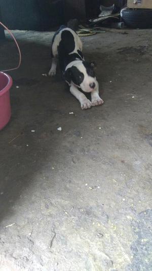 Vendo Pitbull Stanfor Macho