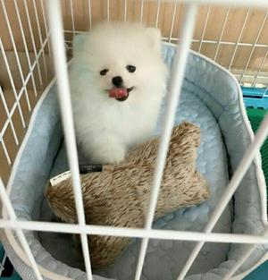 Vendo Pomerania Muy Hermosos