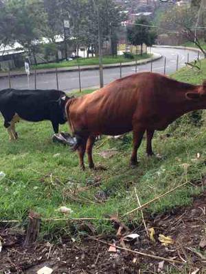Vendo Vaca Jersey De Primer Parto Estuvo Con Toro Asepoco