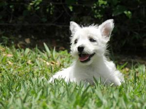 West Higland White Terrier Niñas Hemosas