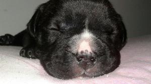 american bully pocket