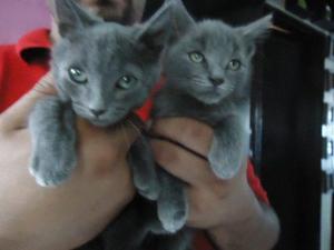 gatos azull rusoo