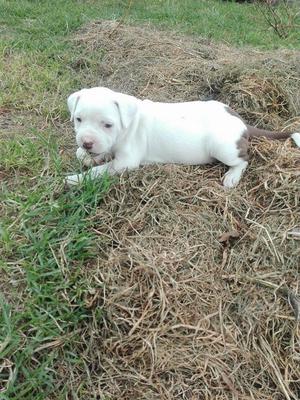 hermosas pitbull stanford hembritas entrega inmediata raza