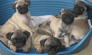 pug carlinos