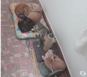 5 gaticos esterilizados en adopcion