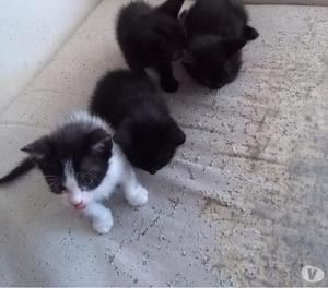 Lindos Gatitos en adopcion